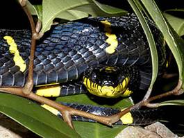 boigadendrophila